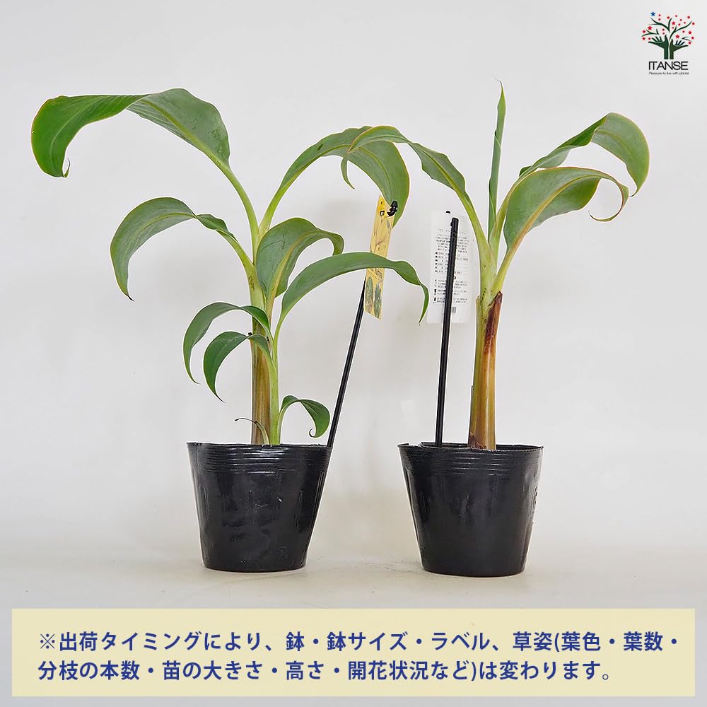 Amazon.co.jp: ITANSE ドワーフナムワーハーディー バナナ 4号
